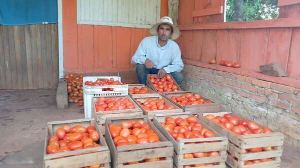 Caaguazú: tomateros finalmente comenzaron a vender directamente - Nacionales - ABC Color