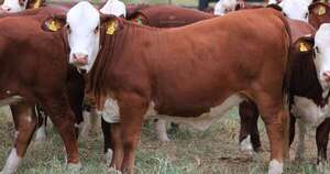 La Nación / Mostrarán consistencia de la braford con una salida de campo en el Chaco