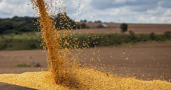 La Nación / Zafra de soja: el norte arrastra pérdidas por sequía y altas temperaturas, según UGP