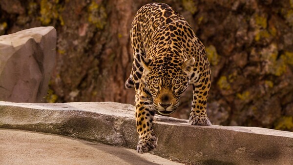 Un jaguar escapa de su recinto y mata a un hombre en Bolivia