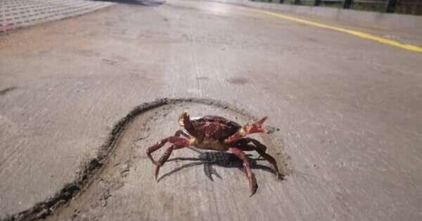 Diario HOY | Aparecen cangrejos rojos en Costanera Sur: piden no hacerles daño ni comerlos