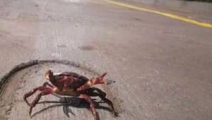 No es un can, no es un “grejo”, ¡es un cangrejo!: salen de “paseo” y piden no comerlos