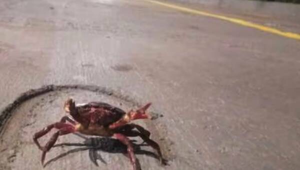 No es un can, no es un “grejo”, ¡es un cangrejo!: salen de “paseo” y piden no comerlos