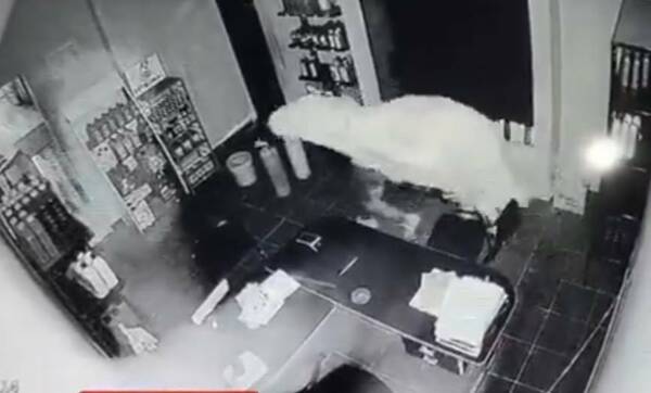 “¡Buuuu!… Esto es un asaaalllltoooo”: “fantasma de cuatro patas” en robo a estación de servicios