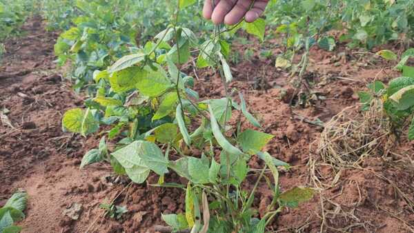 Sequía se agudiza y afecta a producción agrícola en Concepción