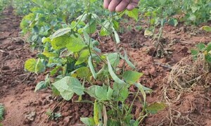 Sequía se agudiza y afecta a producción agrícola en Concepción – Prensa 5
