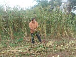 Producción de escoba genera importante ingreso para una familia de Santaní - Nacionales - ABC Color