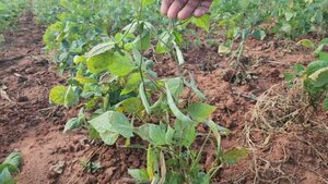 Sequía se agudiza y afecta a producción agrícola en Concepción