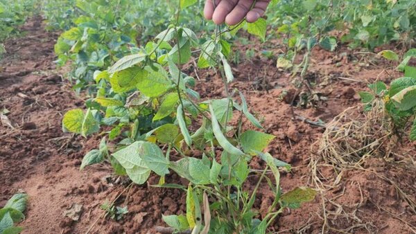 Sequía se agudiza y afecta a producción agrícola en Concepción