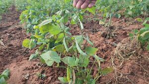 Sequía se agudiza y afecta a producción agrícola en Concepción