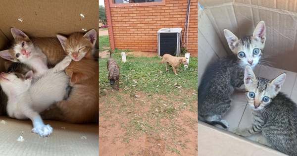 Diario HOY | Preocupante aumento de animales abandonados en la Facultad de Veterinaria