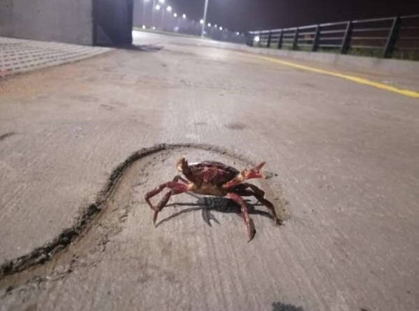 Cangrejos rojos en la Costanera Sur: Piden no dañarlos, ya que no son peligrosos - trece