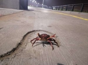 Inusual avistamiento: Piden no dañar a cangrejos rojos que aparecen en la Costanera Sur - Unicanal