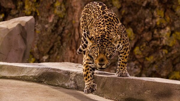 Un jaguar escapa de su recinto y mata a un hombre en Bolivia