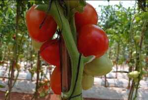 MAG anuncia suspensi贸n de permisos para la importaci贸n de tomates - Revista PLUS