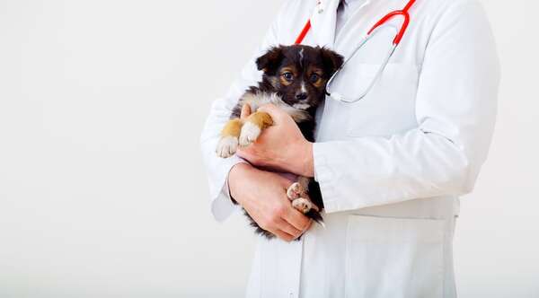 Preocupante aumento de abandono de animales en Veterinaria UNA - Mascotas - ABC Color