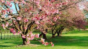 Pactar el amor para hacerlo eterno, bajo un árbol del Cerezo en Flor de La Paz - Viajes - ABC Color