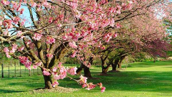 Pactar el amor para hacerlo eterno, bajo un árbol del Cerezo en Flor de La Paz - Viajes - ABC Color