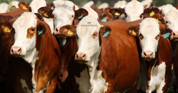 La Nación / Biotipo del Chaco Central presenta condiciones propicias para expandir la raza braford
