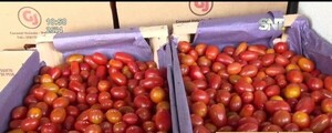 Bajó el precio del tomate - SNT