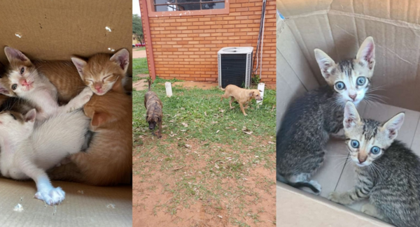 Preocupante aumento de animales abandonados en la Facultad de Veterinaria