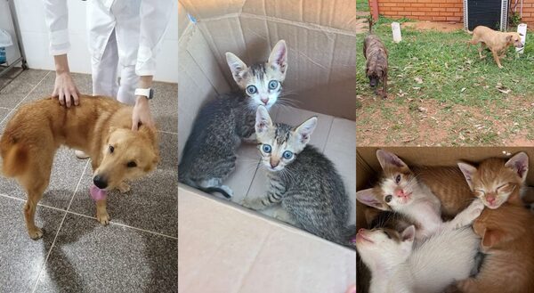 UNA expresa preocupación ante aumento de mascotas abandonadas en su predio - trece