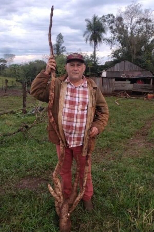 Productor logra cosechar mandioca gigante en Tomás Romero Pereira