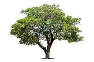 El indispensable árbol - El Independiente