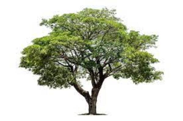 El indispensable árbol - El Independiente