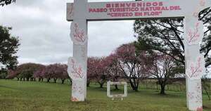 La Nación / La Paz celebra floración de los cerezos con un festival en paseo turístico