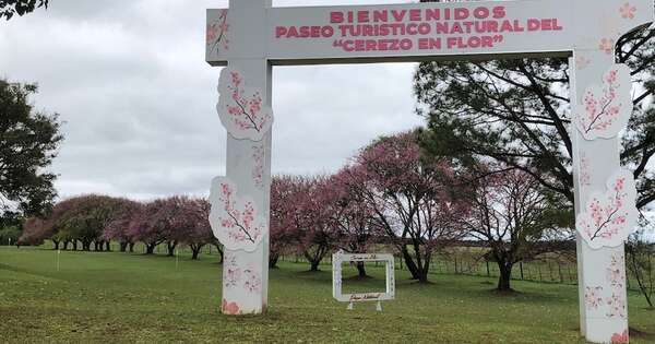 La Nación / La Paz celebra floración de los cerezos con un festival en paseo turístico