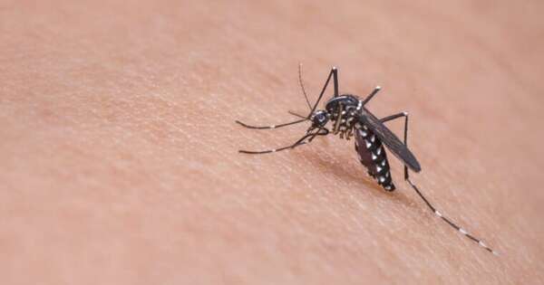 Diario HOY | Curva de dengue muestra marcado descenso de notificaciones