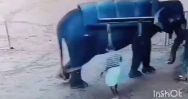 Diario HOY | VIDEO| Entrenador muere aplastado por elefante en Safari de la India