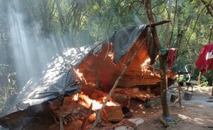 SENAD anula campamentos y cultivos de marihuana en Alto Paraná