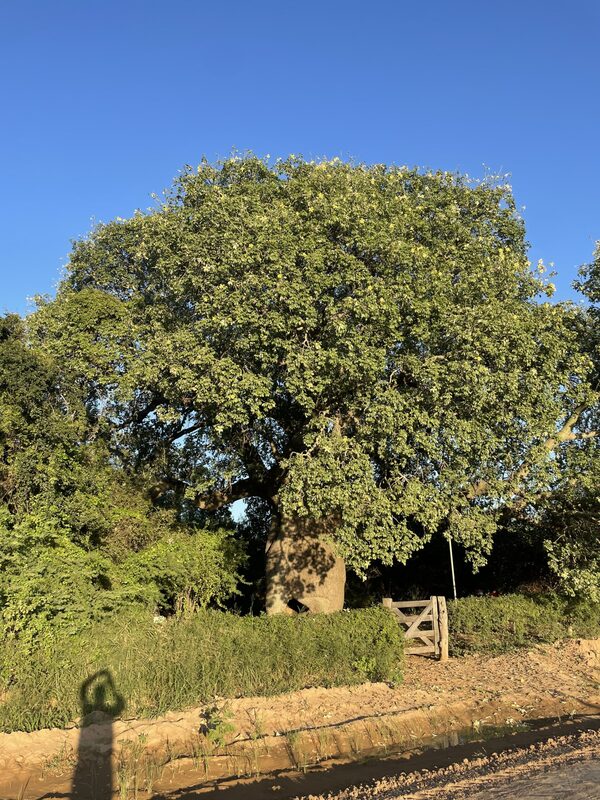 Se busca más Colosos