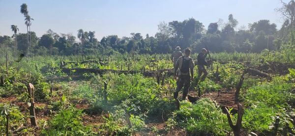Destruyen campamentos y cultivos de marihuana en Itakyry - ABC en el Este - ABC Color