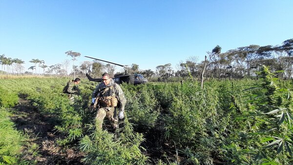 Operativo "Nueva Alianza 45" elimina más de 287.000 kilos de marihuana en 5 días en Amambay - Megacadena - Diario Digital