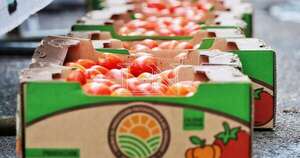 La Nación / Proyectan aumentar cosecha de tomates certificados a 500.000 kilos