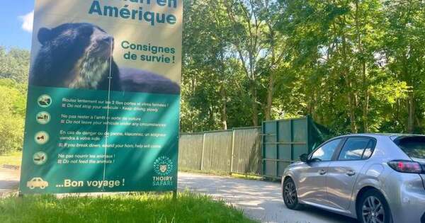Diario HOY | Varios lobos atacan y hieren de gravedad a una mujer en un zoo de Francia
