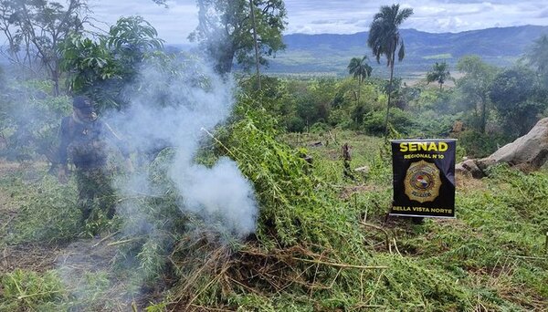 “Nueva Alianza 45” eliminó casi 300.000 kilos de marihuana en 5 días