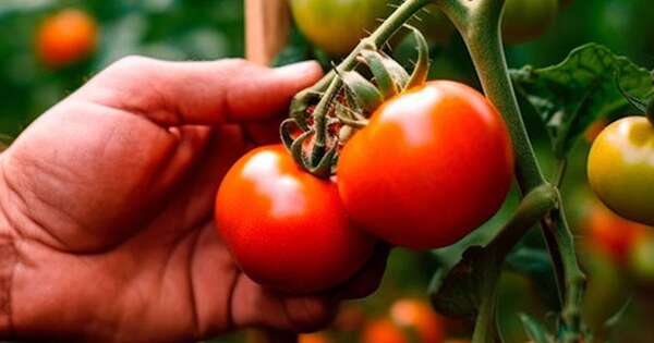 La Nación / Buscan incrementar la cosecha de tomates
