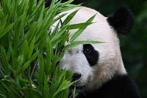 Pandas: tiernos y de aspecto bonachón, en China preparan su camino para la vida en libertad - Ciencia - ABC Color