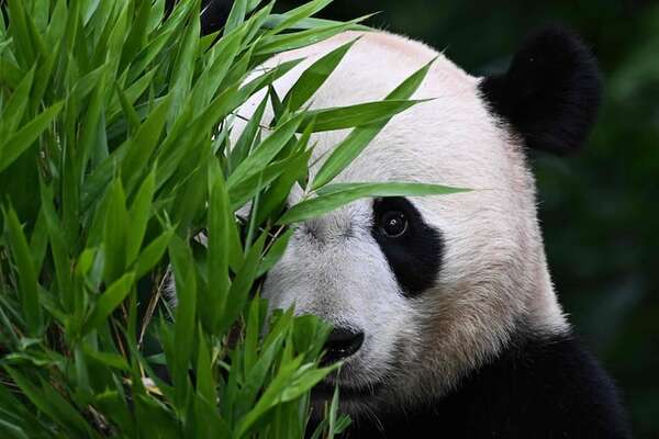 Pandas: tiernos y de aspecto bonachón, en China preparan su camino para la vida en libertad - Ciencia - ABC Color
