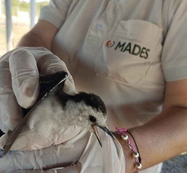 Inspeccionan aves silvestres del Chaco para descartar circulación de influenza aviar