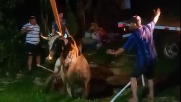 Video: Vaca huyó de los perros y cayó a un pozo ciego