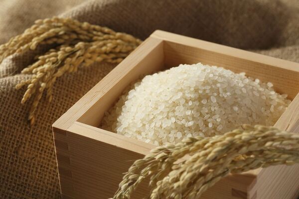 Cultivo de arroz con riego creció un 9% en la campaña 2023/2024 - MarketData