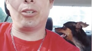 Olvidaron a una perrita en el auto de un conductor de Bolt