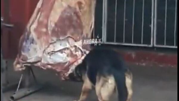 Viral: Firulais disfrutó de un "banquete" en la vereda de una carnicería