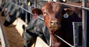 La Nación / Appec y Senacsa trabajan para exportar animales en pie y mejorar inventario ganadero