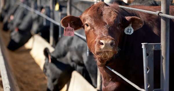 La Nación / Appec y Senacsa trabajan para exportar animales en pie y mejorar inventario ganadero